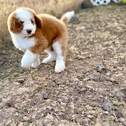 Theodore (Theo) - Red Abstract - Red male Bernedoodle puppy in Lookout, California from Remington Kennels, LLC