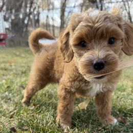 Dolly - Red  female Goldendoodle puppy in Clinton, Utah from Golden Law Kennels