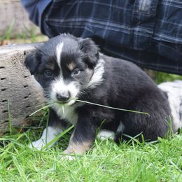 Australian Shepherd Puppies from Glacier Aussies