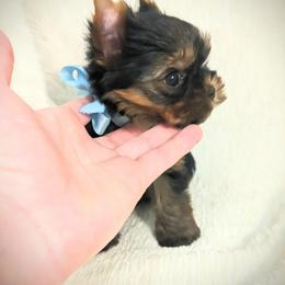 Yorkshire Terrier Puppies from Babydoll yorkies