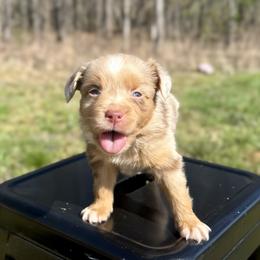 Ember - Red merle female Miniature Australian Shepherd puppy in Michie, Tennessee from Acton Aussies