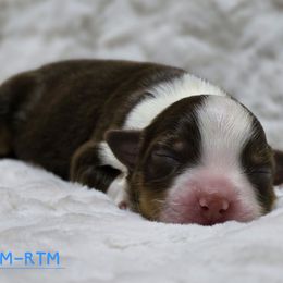 RTM - Red tri male Miniature Australian Shepherd puppy in Deer Lodge, Tennessee from KSH Aussie Haven