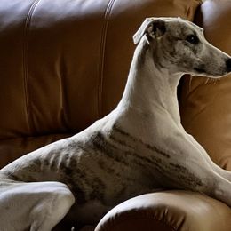 Whippets from Steadfast Whippets