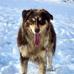 Romeo  - Miniature Australian Shepherd