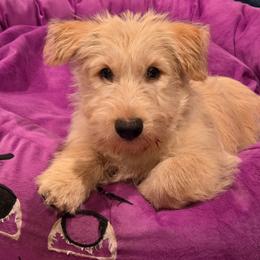 Oso- wheaten color - Wheaten male Scottish Terrier puppy in Mount Vernon, Washington from Scottish Terrier Sandra T