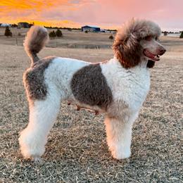 Peanut - Poodle