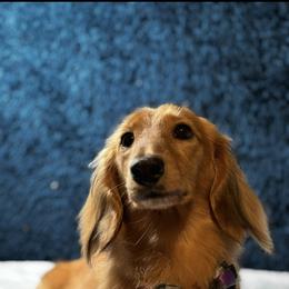 Dachshund puppies from Weidenthal Dachshunds