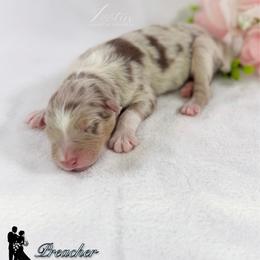 Preacher - Red merle male Australian Shepherd puppy in Jonesborough, Tennessee from Lotus Australian Shepherds
