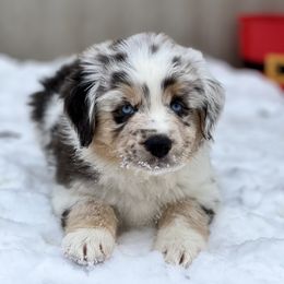 Miniature Australian Shepherd Puppies from Quartz Creek Aussies