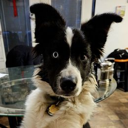 Sven - Border Collie