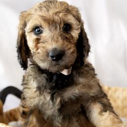 Ms. Marmalade - Sable female Goldendoodle puppy in Gotha, Florida from Perlune Farms