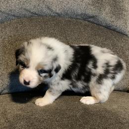 Ollie - Blue merle male Australian Shepherd puppy in Allegan, Michigan from Parsons Australian Shepherds