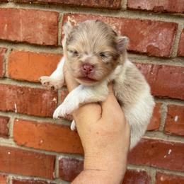 Amy - Chocolate merle female Pomeranian puppy in Inola, Oklahoma from My Bella’s Pomeranians