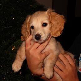 Dachshund Puppies from Cajun Pawfection