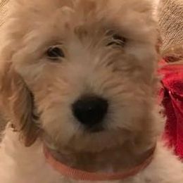 Goldendoodles from Maureen Clark