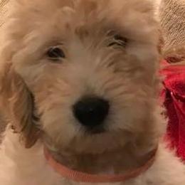 Goldendoodles from Maureen Clark