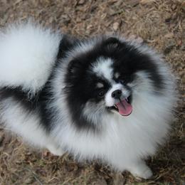 Murphy - Pomeranian