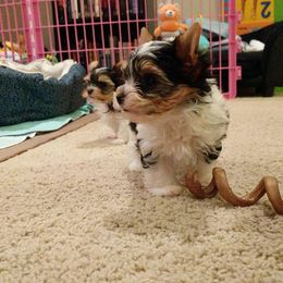 Biewer Terrier Puppies from Imperial BabyDoll Biewers