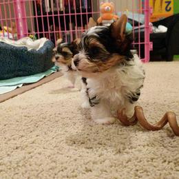 Biewer Terrier Puppies from Imperial BabyDoll Biewers