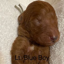 Boy 3 - Red  male Poodle puppy in Clatskanie, Oregon from Columbia River Sunset Poodles