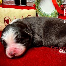 BRUSHY CREEKS ROADIE - Black tri-color male Australian Shepherd puppy in Red Oak, Texas from Brushy Creek Aussies & Mini Aussies