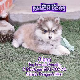 Alana - Blue female Pomsky puppy in Humeston, Iowa from M.A.R. Dogs