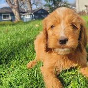 Irish Doodles from Brilliant Breeds