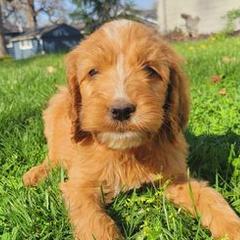 Irish Doodles from Brilliant Breeds