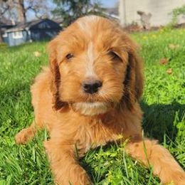 Irish Doodles from Brilliant Breeds