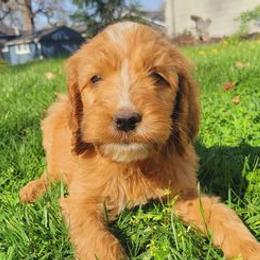 Irish Doodles from Brilliant Breeds