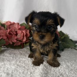 Poppy girl 1 - Blue and gold female Yorkshire Terrier puppy in New Hampton, Iowa from JMAK Dreams