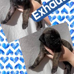 Exhaust - Brindle male Great Dane puppy in Wellsville, New York from Prophecy Danes