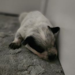 Grace - Red speckled female Australian Cattle Dog puppy in Cherry Valley, California from DCR Working ACDs & Kelpies