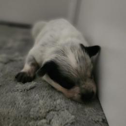 Grace - Red speckled female Australian Cattle Dog puppy in Cherry Valley, California from DCR Working ACDs & Kelpies