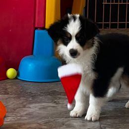 Gale - Black tri female Toy Australian Shepherd puppy in Georgetown, Texas from Minikin Manor