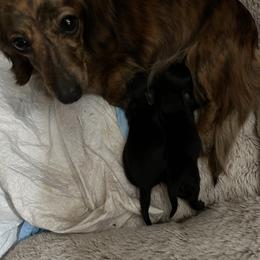 Charlotte - Dachshund