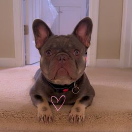 Gucci - French Bulldog