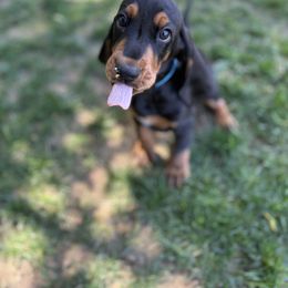 Black and Tan Coonhound Puppies from Toodaloo Coonhounds