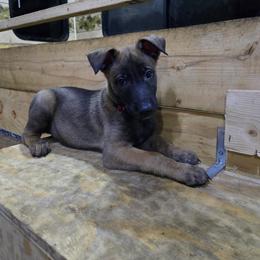 Pup 3 - Mahogany male Belgian Malinois puppy in China Spring, Texas from Childress Creek Kennels