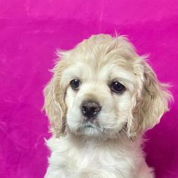 Sugar - Buff and white female Cocker Spaniel puppy in Greers Ferry, Arkansas from Lake Area Cuddly Cockers