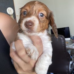 Dachshund Puppies from M5 Dachshunds