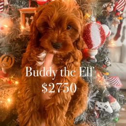 Buddy - Red male Cavapoo puppy in Tolleson, Arizona from Pixie Dust Cavaliers