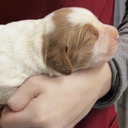 Piper boy 2 - Orange and white male Brittany puppy in Floyd Knobs, Indiana from Cross Creek Brittanys
