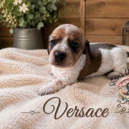 Versace - Piebald male Dachshund puppy in Hockley, Texas from Shans Down Home Doxies