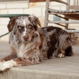 Riggs - Australian Shepherd