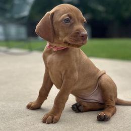 Vizslas from Black Steel Vizslas