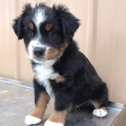 Miniature Australian Shepherds from Little Brazos Aussies