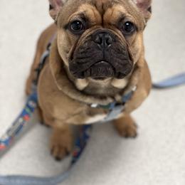 French Bulldog Puppies from Nuthin’ But Frenchies