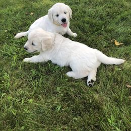 Golden Retriever Puppies from Fox Ridge English Golden Retrievers