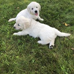 Golden Retriever Puppies from Fox Ridge English Golden Retrievers